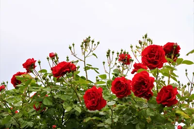 Красивые свежие розы в природе Естественная предпосылка, большое  цветорасположение роз на кусте сада Конец-вверх куста красного ц Стоковое  Изображение - изображение насчитывающей больш, цветорасположение: 152800529