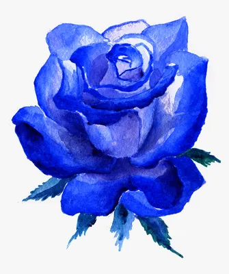 Розы флорибунда – уникальное явление природы в вашем саду | Наука.Факты.РФ  | Дзен