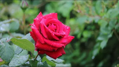 Фото цветов в природе розы: фото, изображения и картинки