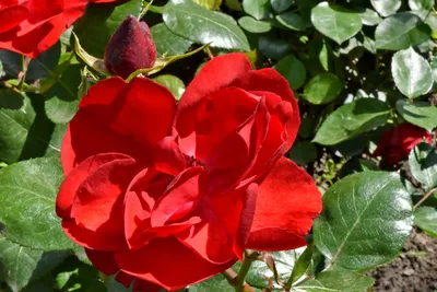 Цветы Всего Мира, Живая Природа. | Прелестные розы. | Facebook