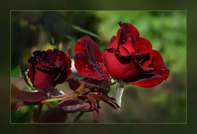 Розовые розы. Розы в природе - обои на рабочий стол