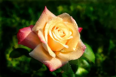 Красивые Цветущие Розы Природа стоковое фото ©ovju@yandex.ru 295633656
