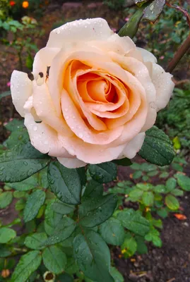 Розы... | Пикабу