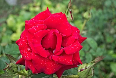 Природа Цветы Розы Стоковые Фотографии | FreeImages