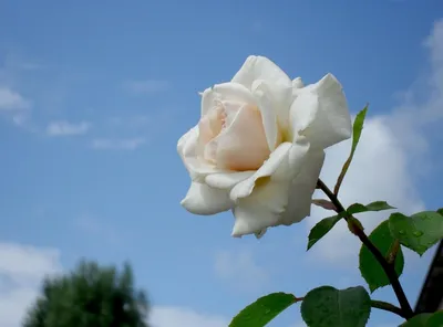 Красивые свежие розы в природе Естественная предпосылка, большое  цветорасположение роз Стоковое Фото - изображение насчитывающей взорвать,  буш: 152105066