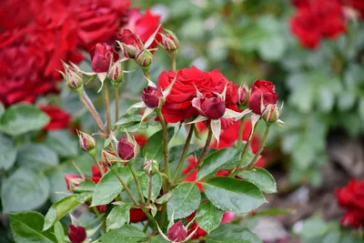 planting on X: \"#Роза. #Рождение цветка. #Rose. #Nascence of flower.  #Flowers #flower #roses #rosa #roos #nature #naturaleza #summer2020  #planting #цветы #лето2020 #розы #природа https://t.co/L2zi6fxaXY\" / X