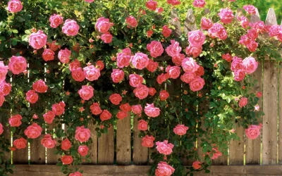 Цветы розы, красивая природа, …» — создано в Шедевруме