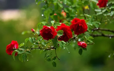 Природа, растения, флора, цветы, розы, роза, красная роза, красавица, лето,  цветник Stock Photo | Adobe Stock