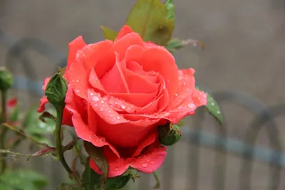 Роза Цветок Природа - Бесплатное фото на Pixabay - Pixabay