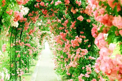 Красивые розы в природе (70 фото) »