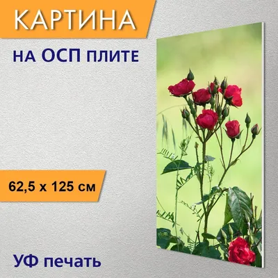 Розы прививают любовь к природе, а шипы — уважение... :: Tatiana Markova –  Социальная сеть ФотоКто