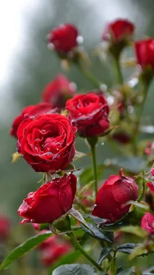 Красивые свежие розы в природе. Розы естественной помещения в кустах сад.  Крупный план буша красных роз на улице Стоковое Изображение - изображение  насчитывающей годовщина, яркое: 211468297