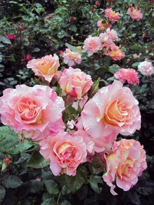 Розы в саду фото фотографии