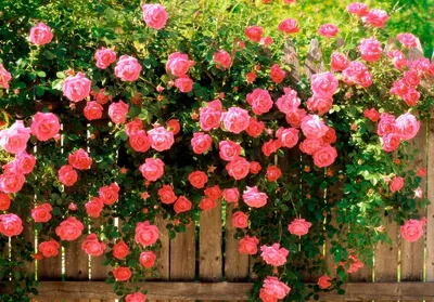 Всё о розах. Розы в нашем саду | Facebook
