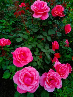 Что вам нужно знать если вы решили посадить розы в саду. Пошаговая  инструкция, выбор саженцев.