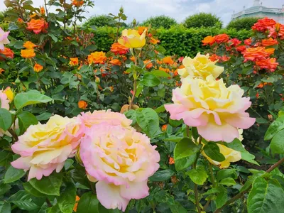 Розы Роза Сад - Бесплатное фото на Pixabay - Pixabay