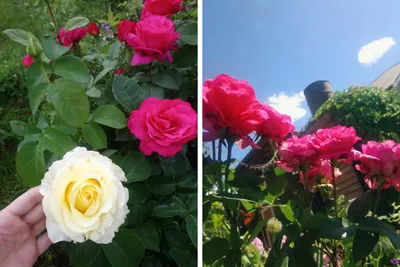 Розы в саду стоковое фото. изображение насчитывающей завод - 163206378