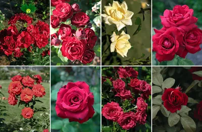 Яркие красные розы в саду. Stock Photo | Adobe Stock