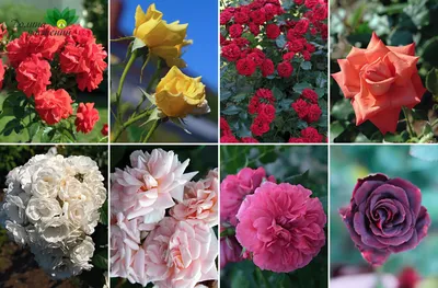 Как посадить розу, как обрезать розы, лучшие сорта роз с фото и названиями,  как посадить розу из букета, как вырастить розу из букета - 29 апреля 2022  - НГС