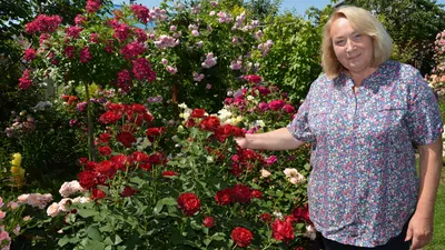 Букет из 51 кустовой пионовидной розы Английский сад | купить недорого |  доставка по Москве и области