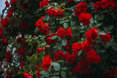 Розы на штамбе — Зеленый Сад - Уральский плодопитомник
