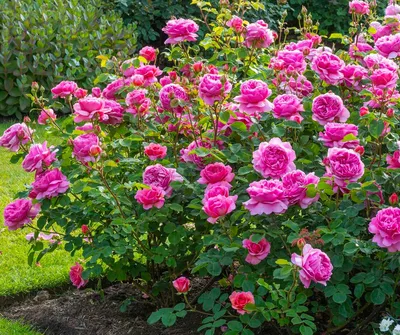 Розы в саду» картина Кирилиной Надежды маслом на холсте — купить на  ArtNow.ru