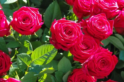 алые розы в саду стоковое фото. изображение насчитывающей кровопролитное -  219637930