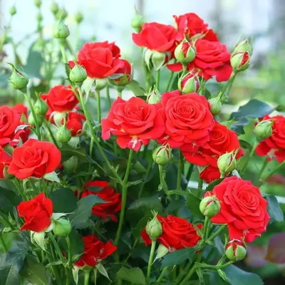 Розы в саду» — создано в Шедевруме