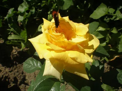 розовые розы в саду на закате, цветущие розовые розы в розарии, имя этой  розы воспоминание о закате Hd фотография фото фон картинки и Фото для  бесплатной загрузки