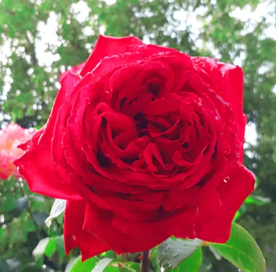 Роза спрей Красный (туба а/ф Сибирский сад) купить за 450 р. в садовом  центре АСТ Медовое