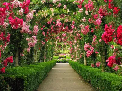 Кусты роз в саду (40 фото) - 40 фото