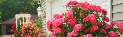 Розы в саду: популярные сорта, выращивание, уход и варианты разбивки розария