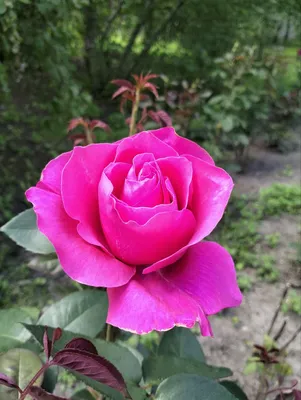 Гордость любого сада - морозостойкая красавица роза