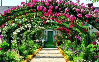 Садовые композиции с розами и сочетания сортов … | Композиции цветников,  Многолетние растения, Идеи озеленения