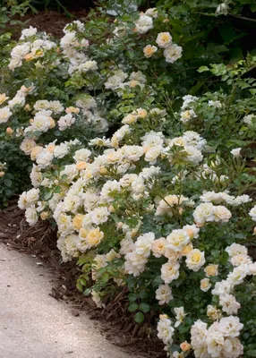 В Запорожском ботаническом саду начался сезон цветения роз (фото) - Газета  МИГ