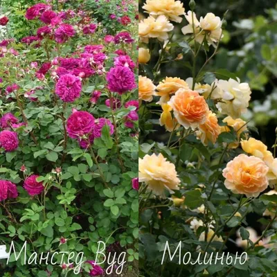 В Киеве распустились розы в ботаническом саду - яркие фото | Стайлер