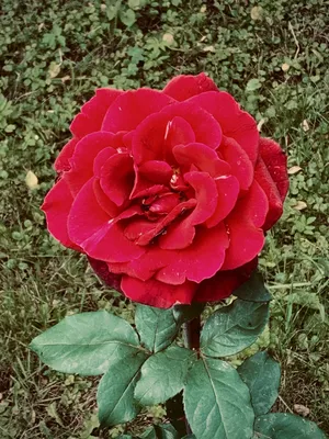Купить корзину цветов «Розы в саду» с эустомой, кустовыми розами, розами,  альстромерией с доставкой по Екатеринбургу - интернет-магазин «Funburg.ru»