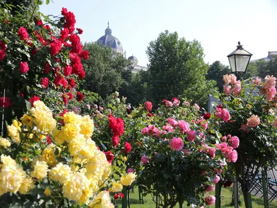 белые розы из плюща розы в саду, высокое разрешение, цветок, белая роза фон  картинки и Фото для бесплатной загрузки