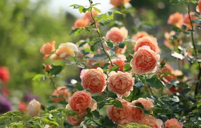 Какие розы растут в моём саду | Записки розовода-любителя | Дзен