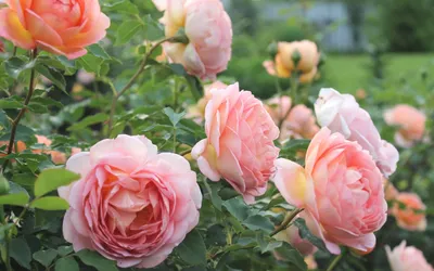 Выбор места для посадки роз | Цветы