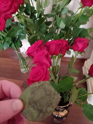 10 г сушеные лепестки роз, натуральный цветок для ванной, спа, отбеливающий  душ, сухие лепестки роз, снятие душа, ароматный массажер для тела |  AliExpress
