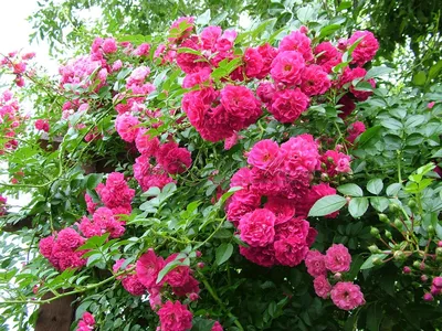 Розы повторноцветущие: лучшие сорта - Agro-Market24