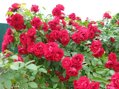 Как посадить плетистую розу весной в открытый грунт: правила посадки и  выращивания | ivd.ru