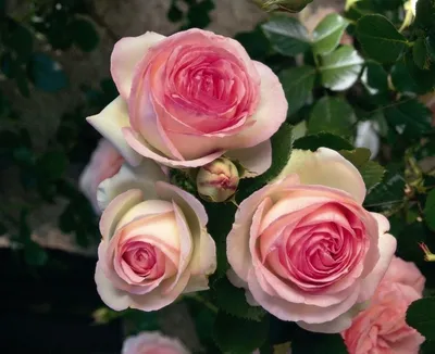 Розы вдоль забора - 72 фото