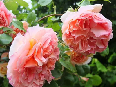 Вьющаяся роза - розовая - горшечная рассада - – Garden Seeds Market |  Бесплатная доставка