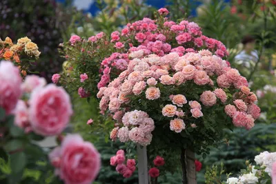 Купить плетистые розы, цветущие все лето по цене от | ДАЧНАЯ ЭНЦИКЛОПЕДИЯ