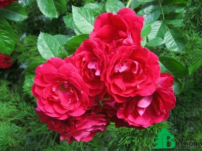 Дортмунд (Dortmund) купить саженцы вьющейся розы вьющиеся розы купить  саженцы морозостойкие плетистые розы купить
