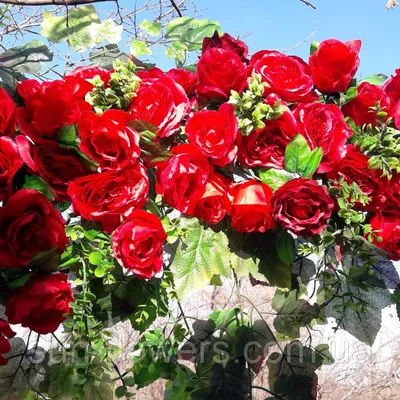 Роза \"Фламентанц\" (Rose Flammentanz) - Розы плетистые (Каталог плетистых роз)  - Розы - Каталог - Pitomnic.com