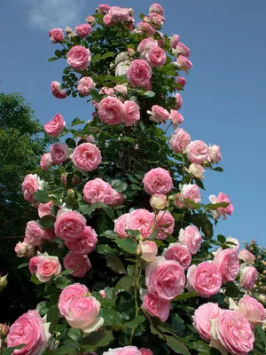 КАК БЫСТРО РАСТУТ ПЛЕТИСТЫЕ РОЗЫ И РОЗЫ - ПЕРВОГОДКИ В ПОДМОСКОВЬЕ🌹🌹🌹.  Часть 4 | Цветочная Рапсодия | Дзен