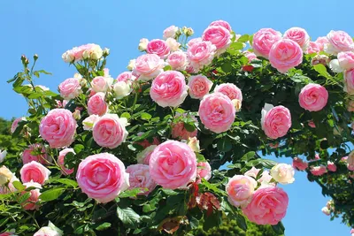 Белые вьющиеся розы, гиперреализм, …» — создано в Шедевруме